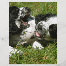 Spaniel Fun Full Color Flyer