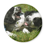 Spaniel Fun Refrigerator Magnets