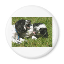 Spaniel Fun Magnet