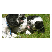 Spaniel Fun photo cards by Irishdreams Spaniel Fun photo cards