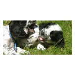Spaniel Fun Photo Card