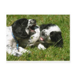 Spaniel Fun Postcards