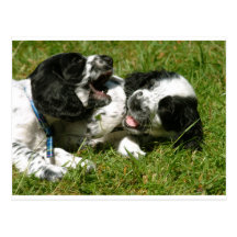 Spaniel Fun Postcards