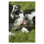 Spaniel Fun Stationery Paper