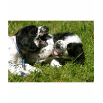 Spaniel Fun t-shirts
