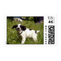 Spaniel Postage