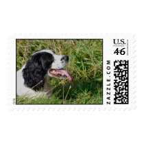 Spaniel Postage Stamp