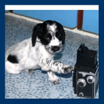 Spaniel Puppy posters