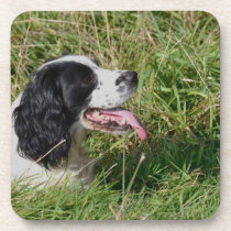 Spaniel Set of 6 Coasters