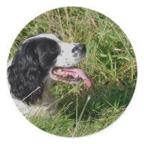 Spaniel Stickers