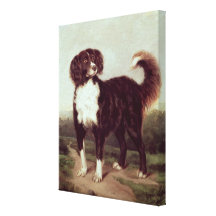 Spaniel Stretched Canvas Print
