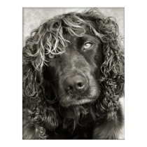 Spaniel with the look of a cover girl posters by Rick_Levy Spaniel with the look of a cover girl posters