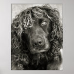 Spaniel with the look of a cover girl posters