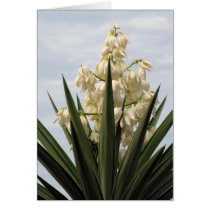 Spanish Bayonet in Bloom Greeting Cards