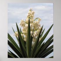 Spanish Bayonet in Bloom Poster