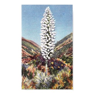 Spanish Bayonet print