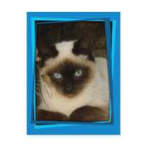 Spanish cat 1 post cards
