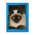 Spanish cat 1 postcards