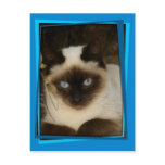 Spanish cat 1 post cards