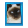 Spanish Cat postcard 1