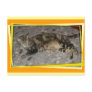 Spanish cat postcard 2