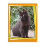 Spanish Cat postcard 4
