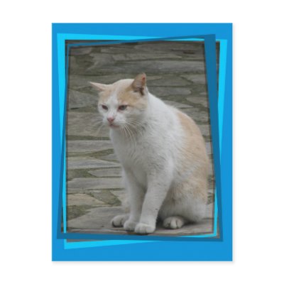 Spanish Cat postcard 5 by mmersdesign