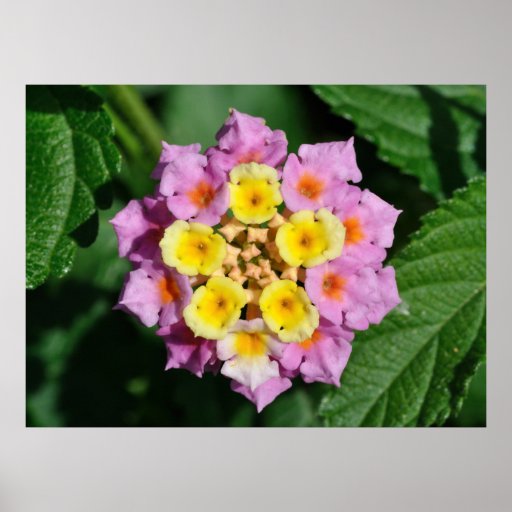 Spanish Flag Flower large photo to Canvas print Zazzle