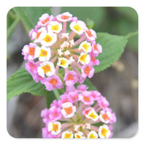 Spanish Flag Lantana Camara Square Sticker