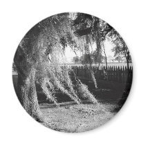 Spanish Moss Magnet by jsbrann Spanish Moss Magnet