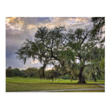 Spanish Moss on Live Oak in New Orleans Post Card