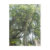 postcard, vertical, spanish, moss, spanish moss,