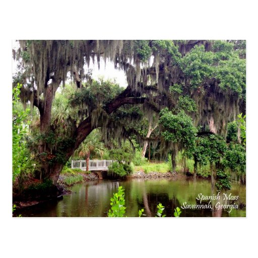 Spanish Moss Savannah Postcard Zazzle