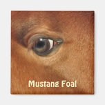 Spanish Mustang Horse's Eye Equine Photography Fridge Magnets