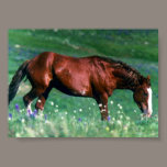 Spanish Mustang posters