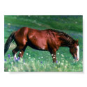 Spanish Mustang posters by lethanaylor24 Spanish Mustang posters