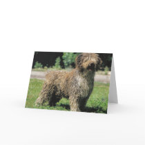 Spanish water dog greeting card