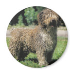 Spanish water dog magnet