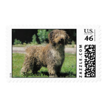 Spanish water dog postage stamp