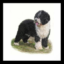 Spanish Water Dog Posters and Prints