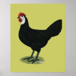 Spanish:  White-faced Hen posters
