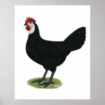 Spanish:  White-faced Hen Posters