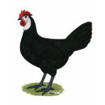 Spanish:  White-faced Hen t-shirts