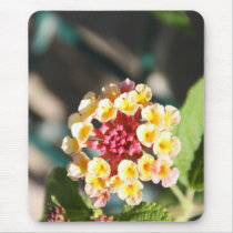 Spanish wild flower mousepads