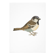 Spanny Sparrow Personalized Invitation