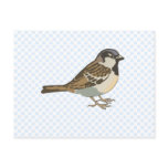 Spanny Sparrow Postcard