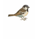 Spanny Sparrow T Shirt