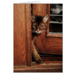 Sparkle in the Doorway Somali Cat Card