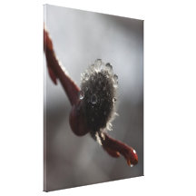 Sparkling Beads of Water Gallery Wrapped Canvas