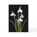 Sparkling Snowdrops card